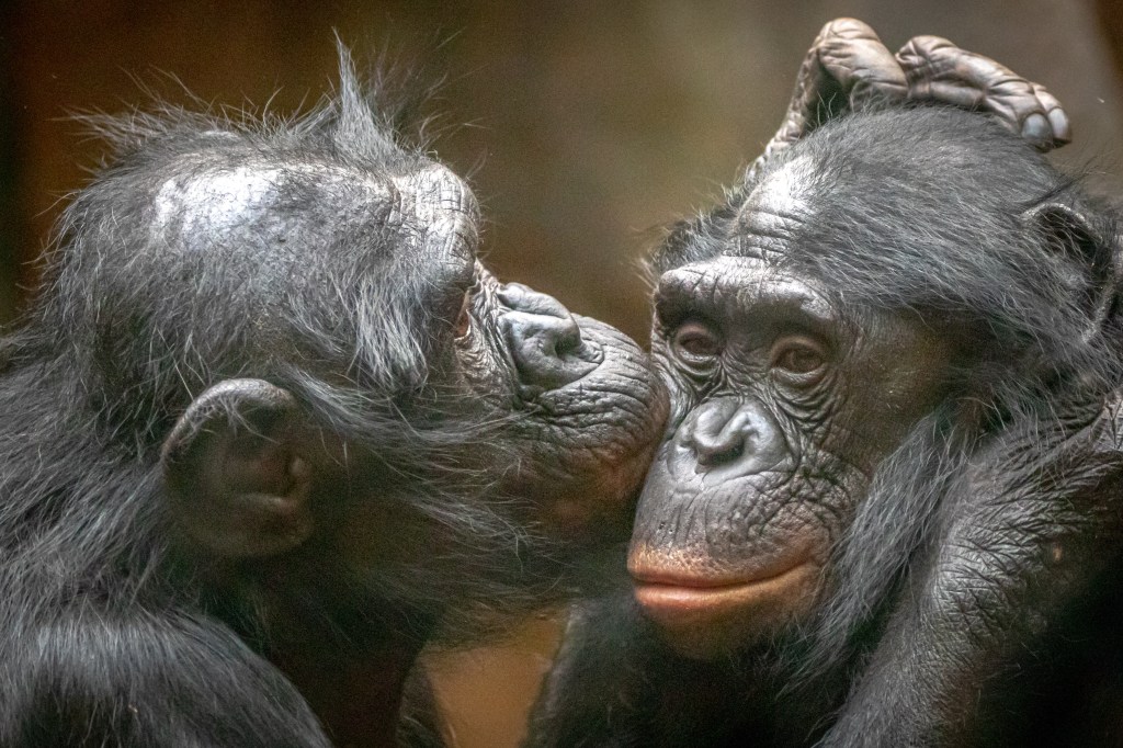 Two bonobo chimpanzees, one kissing the other on the cheek, demonstrating a grooming technique